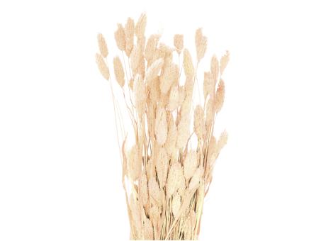 Phalaris ca. 80gr/Bd gebleicht  L50-70cm