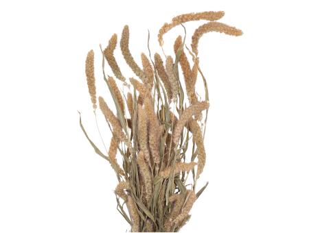 Setaria (Borstenhirse) natur ca. 150gr/Bd   L60-80cm