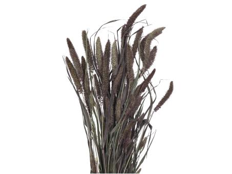 Setaria (Borstenhirse) anthrazit ca. 150gr/Bd   L60-80cm