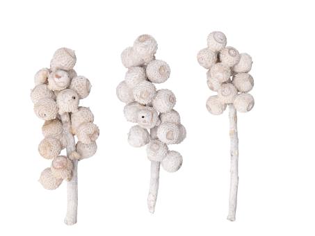 Acorn Bunch white washed   L10-15cm