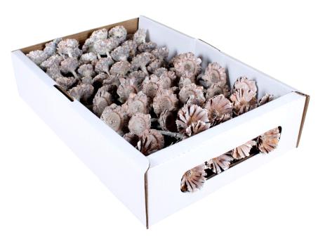 Exotensortiment Rosetten white washed 100St D6-12 L20-25cm