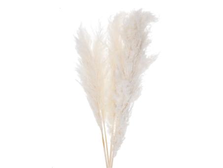Pampas "Super" ca. 110cm, 5St/Btl weiss ca. L100-110cm