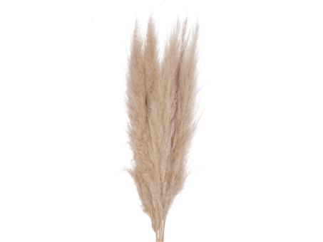 Pampas "Super" ca. 110cm, 5St/Btl natur ca. L100-110cm
