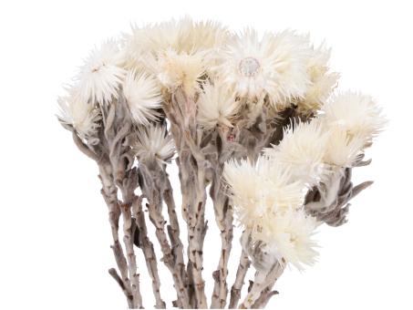 Capblumen 50gr naturweiss  L30-40cm