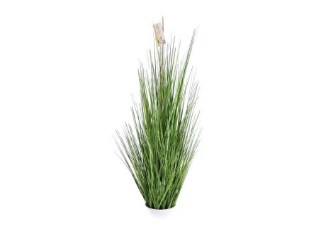 Isolepsis Gras i. Topf H100cm  H100cm