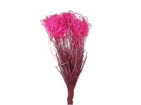Smoke Bush Common stabilisiert pink  L50-60cm