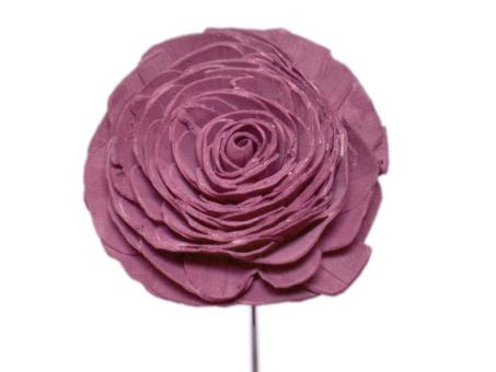 Rose Solablüte beauty 12cm brombeer D12cm