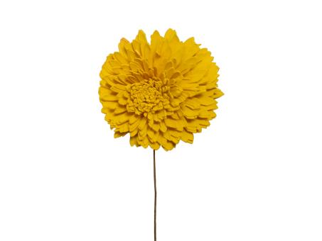 Chrysantheme Solablüte 6cm gelb 