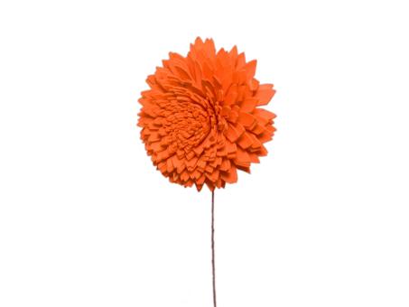 Chrysantheme Solablüte 6cm orange 