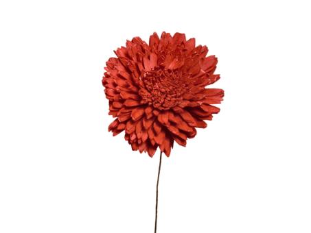 Chrysantheme Solablüte 6cm rot 