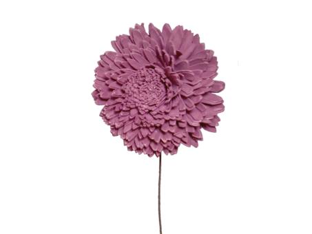 Chrysantheme Solablüte 6cm brombeer 