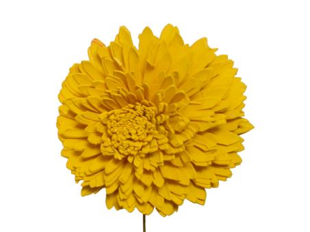 Chrysantheme Solablüte 12cm gelb 12cm