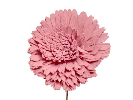 Chrysantheme Solablüte 12cm rosa 12cm
