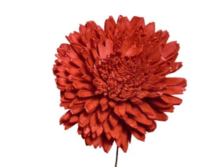 Chrysantheme Solablüte 12cm rot 12cm