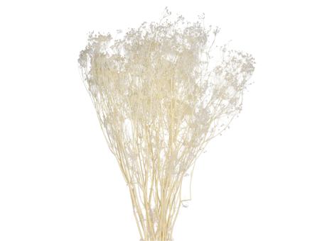 Doldenblüte (Ombrellifera) ca. 100gr gebleicht L90cm