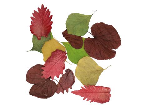 Blättersortiment Pankhiraj/Cobra Herbstblätter 100St/Btl B3-5 L7-10cm