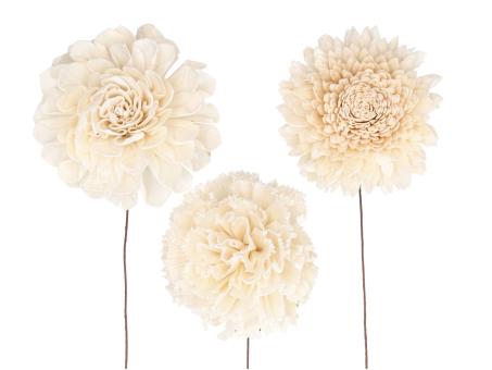 Blütensortiment Sola 3Mod (Dahlie, Nelke, Chrysantheme) natur D12cm