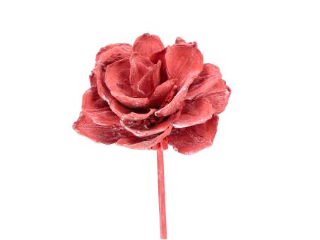 Montageblume Strobus rot washed D6/8 Stab30cm