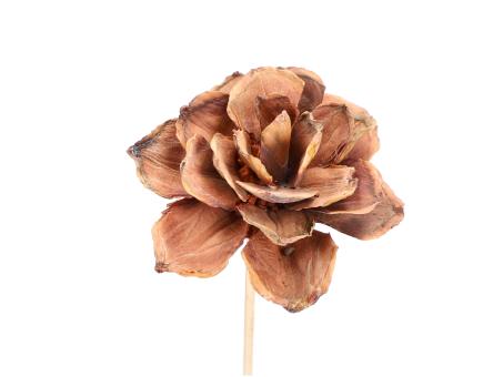 Montageblume Strobus natur D6/8 Stab30cm
