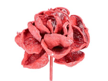 Montageblume Landlotos rot washed D8/10 Stab30cm