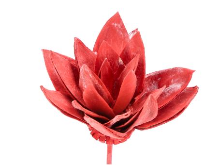 Montageblume Lily rot washed D8/10 Stab30cm