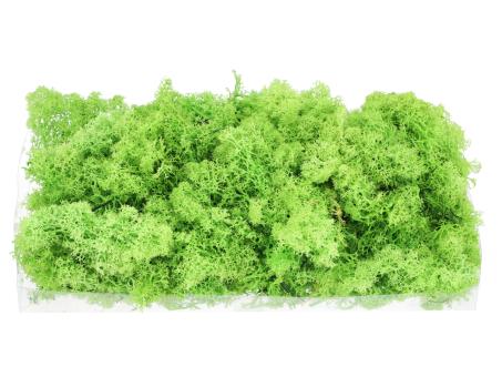 Islandmoos präp. 500gr apfelgrün 500gr