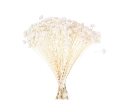 Botao Dorado 100gr weiss 100gr