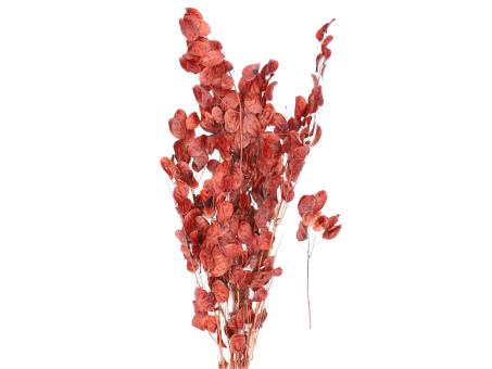 Lunaria ca. 100gr rost K90cm