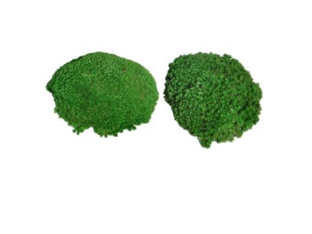 Kugelmoos 250gr stabilisiert grün L80 B40 H20cm