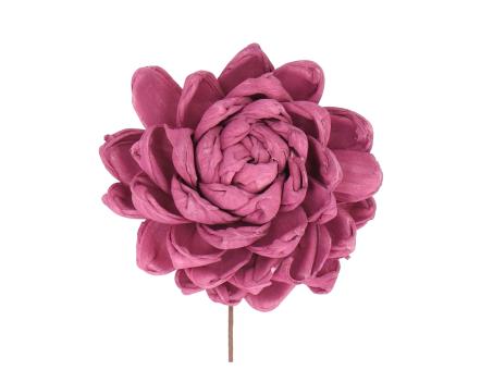 Paeonie Solablüte 9cm a Draht brombeer D9cm 