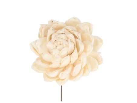 Paeonie Solablüte 9cm a Draht D9cm 