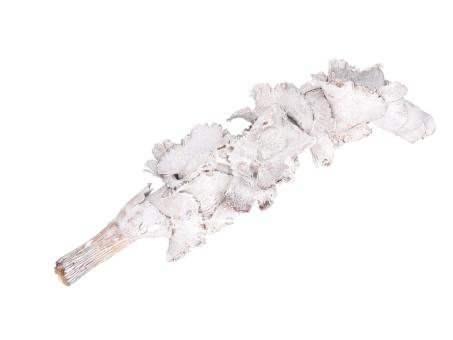 Palmblüte white washed H15-25 cm 