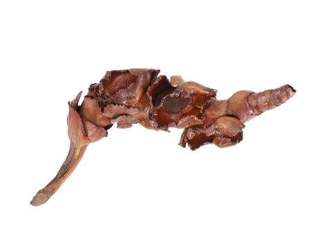 Palmblüte natur H15-25 cm 