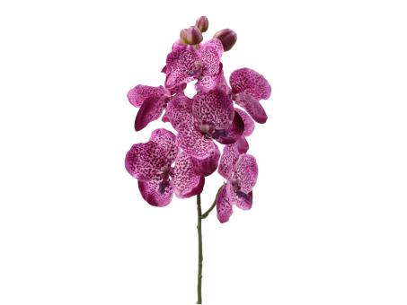 Orchidee Vanda 8 Blüten coated L58cm