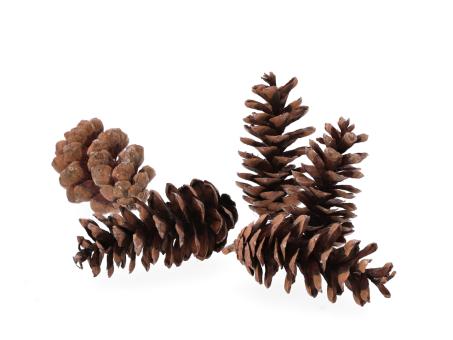 Zapfen Pinus Peuce 5kg natur D5-6 H10-15cm