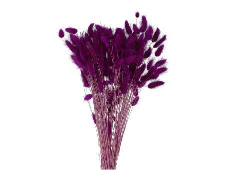 Lagurus ca. 100gr/Bd lila   L50cm