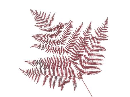 Bracken Farn präpariert 10St bordeaux   L60cm