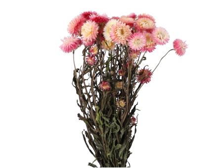 Helichrysum (Strohblume) naturpink L50cm