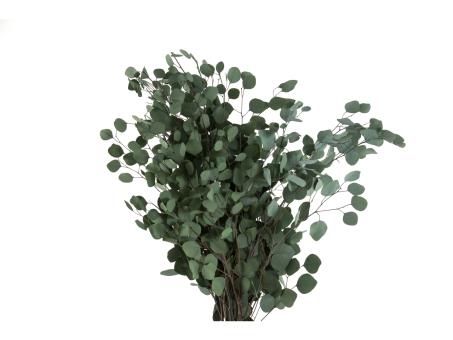 Eucalyptus Populus präpariert 160gr/Bd L40-80cm